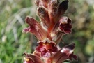 Orobanche gracilis